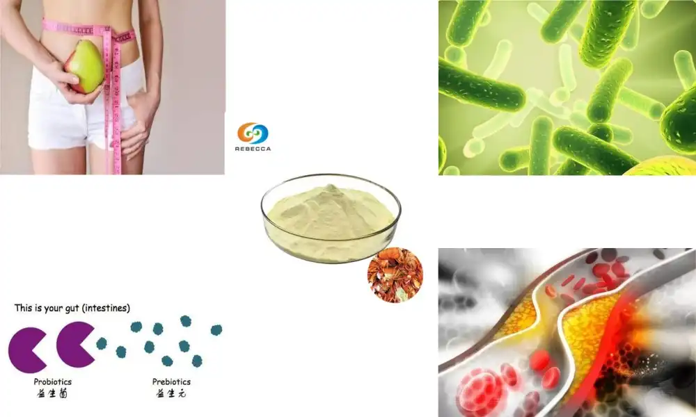 What are the differences between chitosan as a prebiotic and a probiotic?